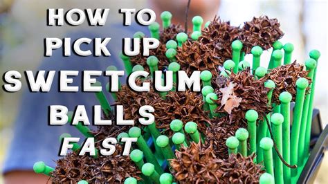 gumballs dollar tree|picking up sweet gum balls.
